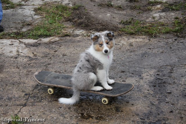 Puppy Sterre